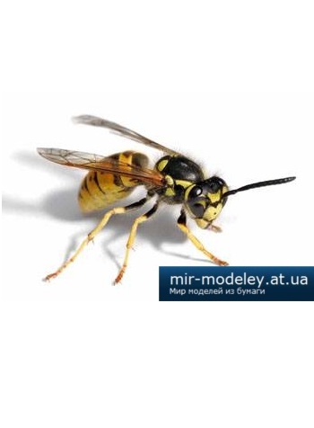 №1693 - Sršeň [ABC 2010-13] из бумаги