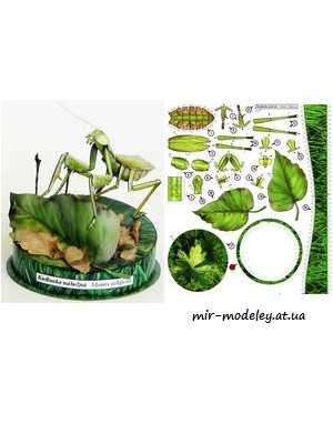 №1723 - Богомол / Kudlanka Nabozna / Mantis Religiosa [ABC 16-2006] из бумаги