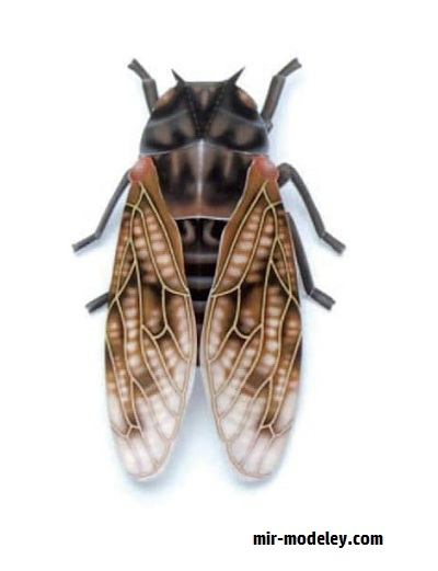 №17641 - Cicada / Большая коричневая цикада (Paper Museum Jp) из бумаги