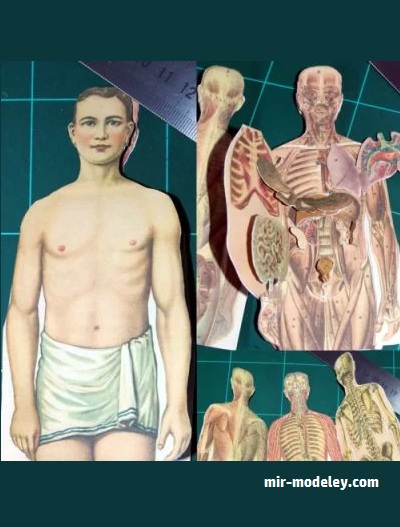 №18069 - Printable Vintage Paper Anatomy Model (PaperToys) из бумаги
