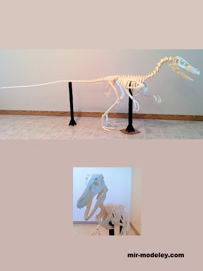 №19368 - Life size Velociraptor (Gedelgo) из бумаги