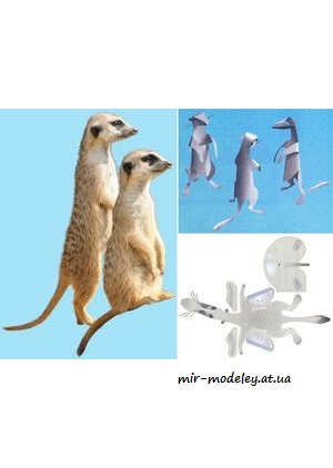 №8016 - Surikata (ABC 12/09) из бумаги