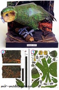 №7956 - Совиный попугай (Какапо) / Kakapo soví (ABC 8/2007) из бумаги