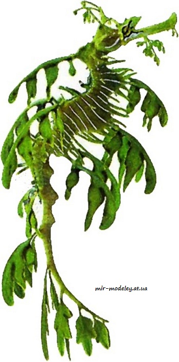 №8061 - Řasovník Rozedraný [ABC 2010-15] из бумаги