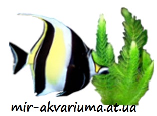 Мир аквариума — mir-akvariuma.at.ua